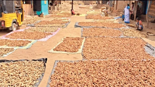Tamarind : ‘చింత’ తీరింది!