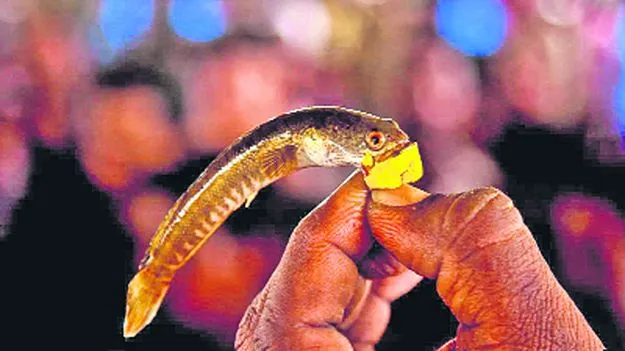 Hyderabad: 8న ఎగ్జిబిషన్ గ్రౌండ్లో చేప ప్రసాదం