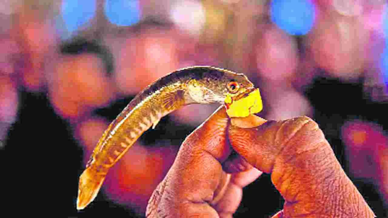 Hyderabad: 8న ఎగ్జిబిషన్‌ గ్రౌండ్‌లో చేప ప్రసాదం