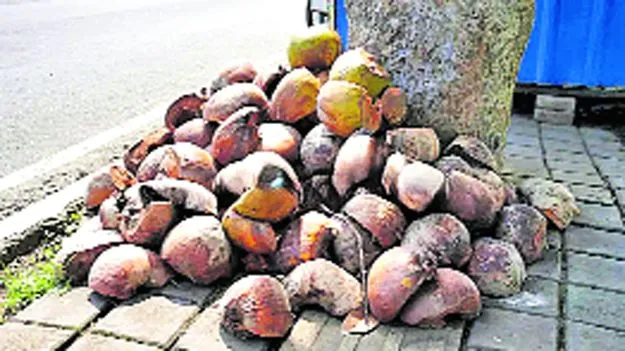 Hyderabad: ఖాళీ కొబ్బరి బొండాలతో.. జర జాగ్రత్త