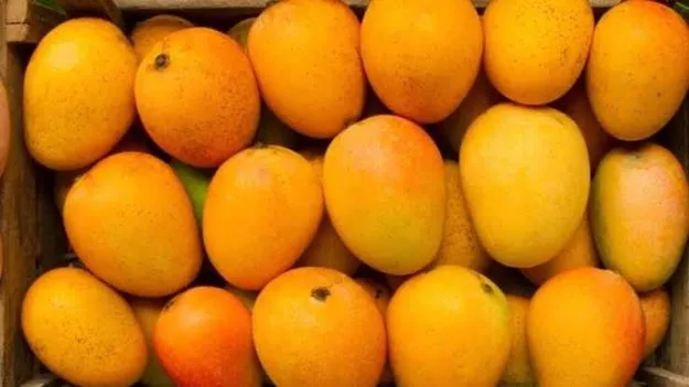 Mangoes: మధుర ఫలం.. కెమికల్స్తో విషతుల్యం