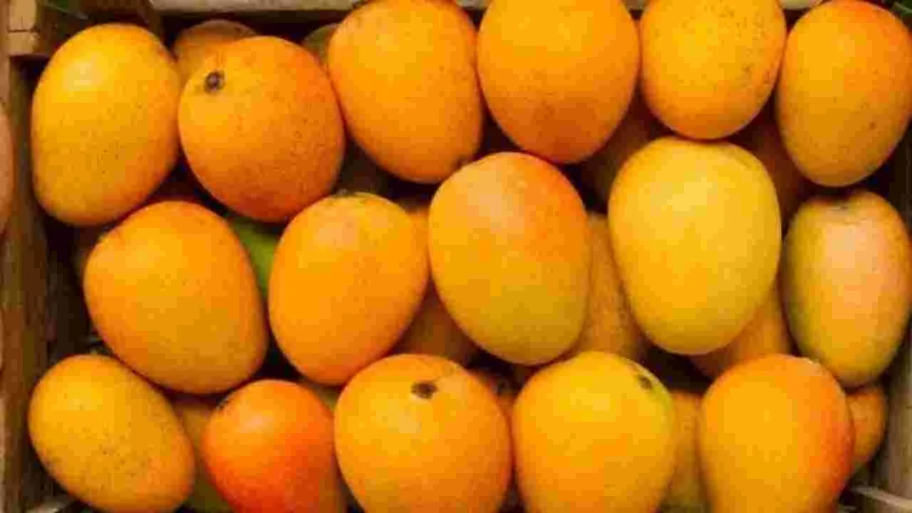 Mangoes: మధుర ఫలం.. కెమికల్స్‏తో విషతుల్యం