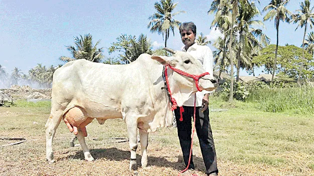 ఒంగోలు ఆవు రికార్డు