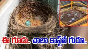 Nest Viral Video: ఈ పక్షులు చాలా రిచ్.. గూడును ఎలా నిర్మించాయో చూస్తే.. 