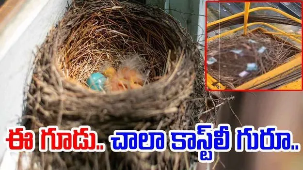 Nest Viral Video: ఈ పక్షులు చాలా రిచ్.. గూడును ఎలా నిర్మించాయో చూస్తే.. 