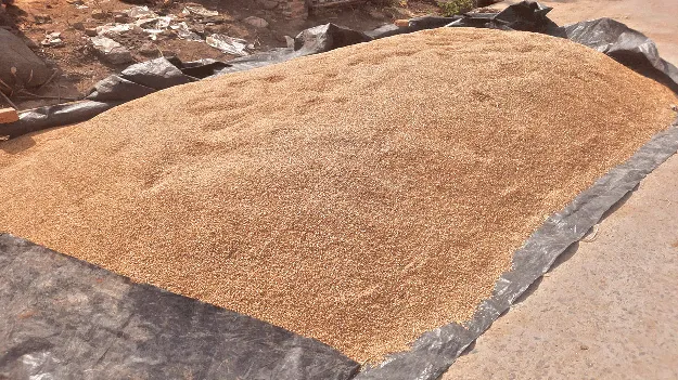 Grain Price Hike: క్వింటాకు రూ.69