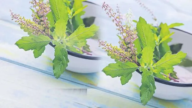  Tulsi Benefits: తులసి ప్రయోజనాలెన్నో