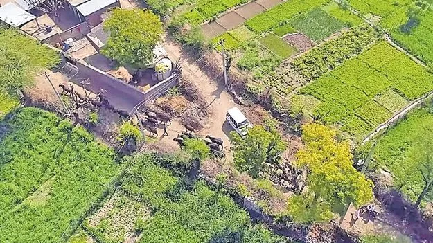 Thar Desert Greening: థార్‌ ఎడారిలో పచ్చదనం పరవళ్లు