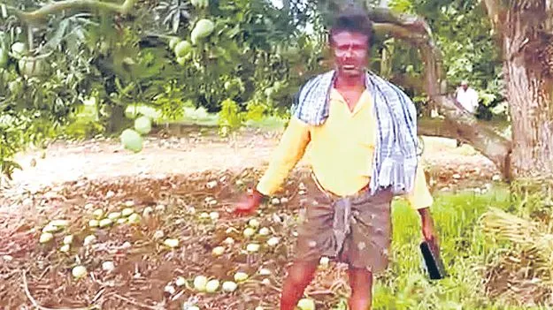 Severe Weather Hits AP Mango Farmers Suffer Heavy Losses: నేడూ పలు ప్రాంతాల్లో వర్షాలు 