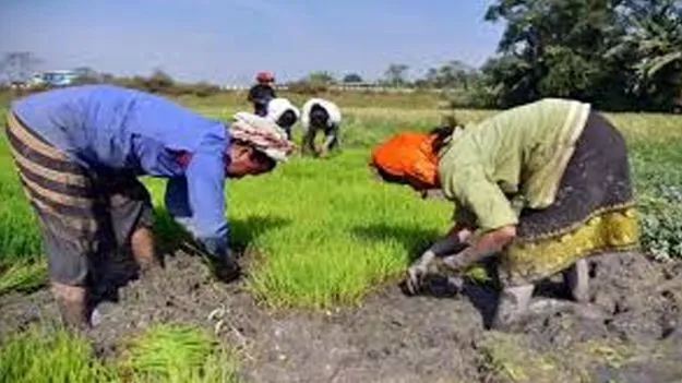 Summer Crops in E Crop System: వేసవి పంటలూ ఈ-క్రాప్లో నమోదు