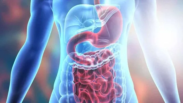 Digestive System: తిన్న తర్వాత కడుపు భారంగా అనిపిస్తోందా.. అయితే ఈ చిట్కాలు మీకోసమే..