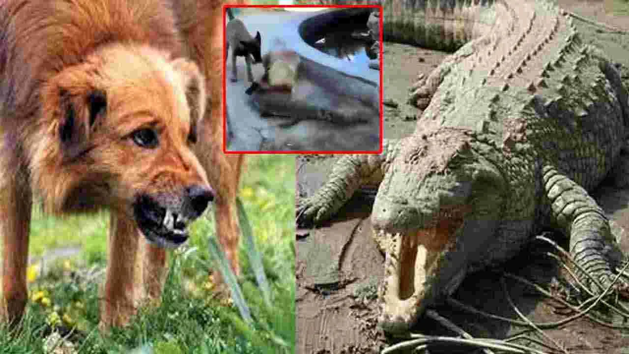 Dog VS Crocodile: మొసలికి చుక్కలు చూపించిన కుక్క.. పారిపోతుండగా ఎలా పట్టుకుందో చూడండి.. 