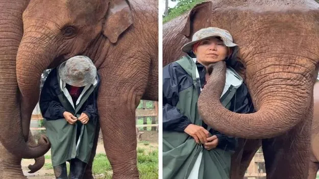 Elephant Video: ఈ ఏనుగుల ప్రేమ చూస్తే షాకవ్వాల్సిందే.. యజమానితో ఏం చేస్తున్నాయో చూడండి.. 