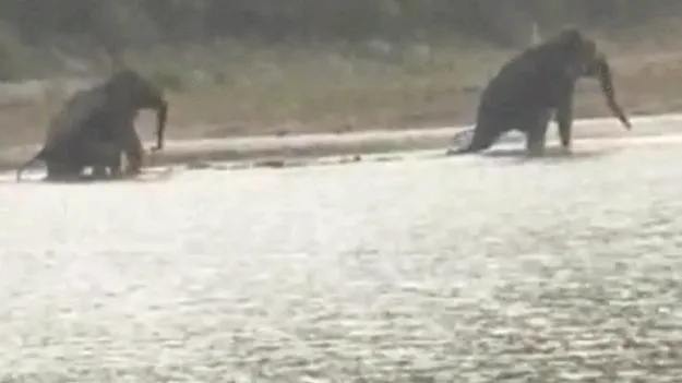 గౌనిచెరువుకు ఏనుగులొచ్చాయ్‌ 