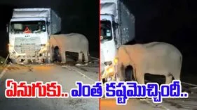 Elephant Sad Video: అయ్యో.. ఈ ఏనుగుకు ఎంత కష్టమొచ్చిందీ.. రోడ్డుపై ట్రక్కు వద్ద ఏం చేస్తుందో చూస్తే.. 