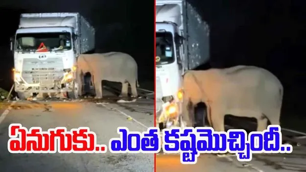 Elephant Sad Video: అయ్యో.. ఈ ఏనుగుకు ఎంత కష్టమొచ్చిందీ.. రోడ్డుపై ట్రక్కు వద్ద ఏం చేస్తుందో చూస్తే..