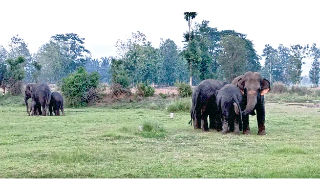   Nandivanivalasa నందివానివలసకు తరలింపు