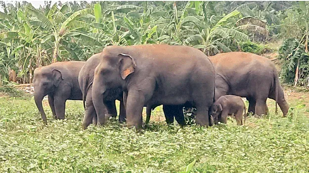 Unyielding Elephants వదలని ఘీం‘కరి’ంపు