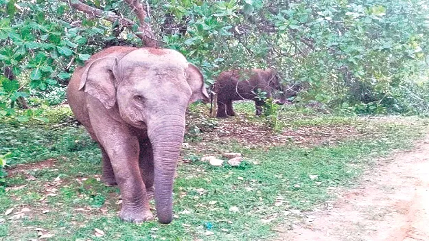 Elephants  హడలెత్తిస్తున్నాయ్‌..!