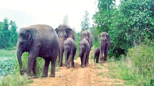 Not a Trace of Mercy! కని‘కరి’ంచట్లే!