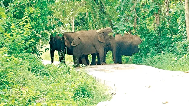   returned to Totapalli తోటపల్లికి తిరిగొచ్చాయ్‌
