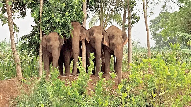 Elephants  పాలెంలో ఏనుగుల బీభత్సం