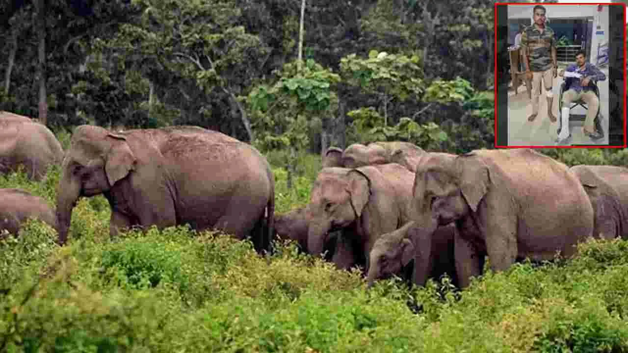 Elephant Attack:  ఏనుగుల బీభత్సం.. ఫారెస్ట్ అధికారులపై అటాక్