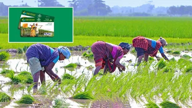 Kisan Credit Card: కిసాన్ క్రెడిట్ కార్డుకు ఎలా అప్లై చేయాలి? KYC అప్‌డేట్ కోసం ఏం చేయాలి?