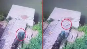 Fish Viral Video: ప్రయత్నాలు ఎప్పుడూ వృథా కావు.. ఈ  చేప ఏం చేసిందో చూస్తే.. 
