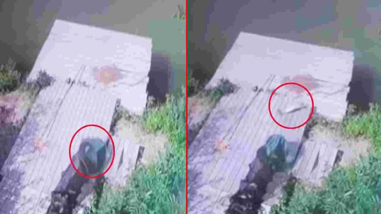 Fish Viral Video: ప్రయత్నాలు ఎప్పుడూ వృథా కావు.. ఈ  చేప ఏం చేసిందో చూస్తే.. 