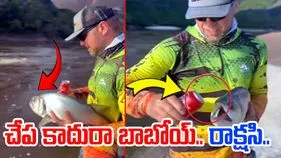 Viral Video: చూడటానికే చేప.. దీని దంతాల పవర్ చూస్తే మతి పోవాల్సిందే.. 