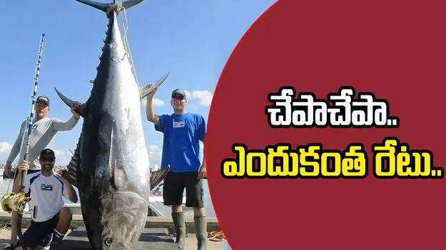 Bluefin Tuna: చేపా చేపా.. ఎందుకంత రేటు..