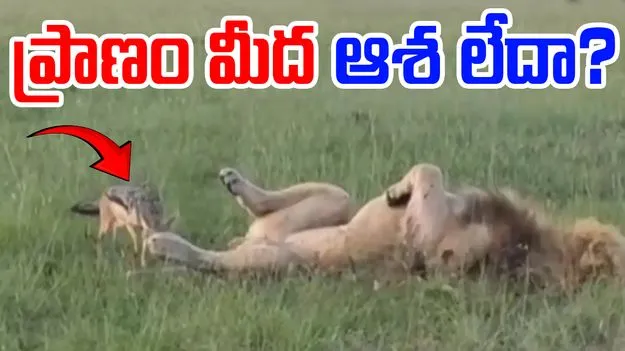 Viral Vide: ఓసీ పిల్ల నక్కా.. సింహంతో ఆటలా.. 