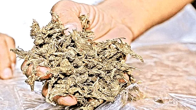 గంజాయి తీసుకో... మద్యం బాటిల్‌ ఇచ్చుకో