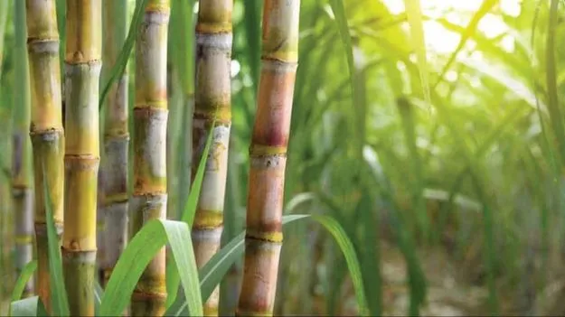 Sugarcane: చెరకు గిట్టుబాటు ధర రూ.355కు పెంపు