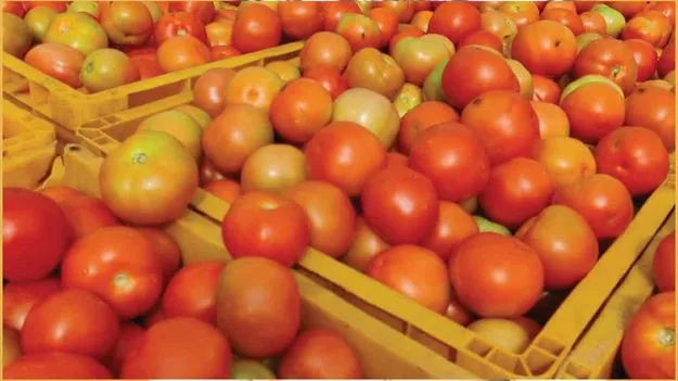 AP tomato price drop: టమాటా ధర పతనం