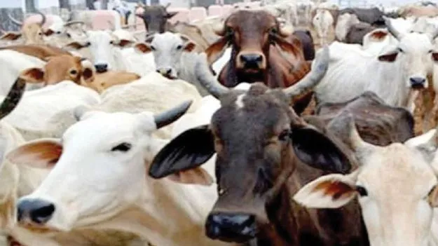 TTD Cow Deaths: నా వ్యాఖ్యలకు కట్టుబడి ఉన్నా: భూమన