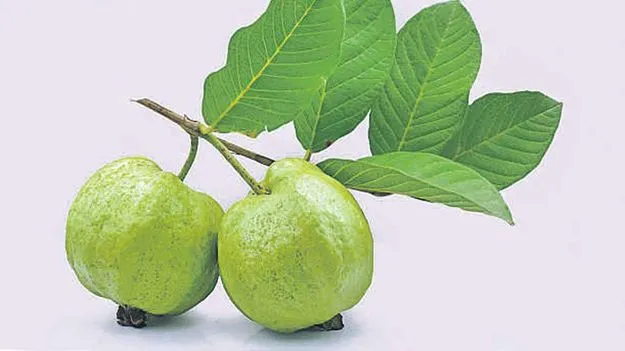 Guava Leaves Benefits: జామ ఆకు ప్రయోజనాలెన్నో...