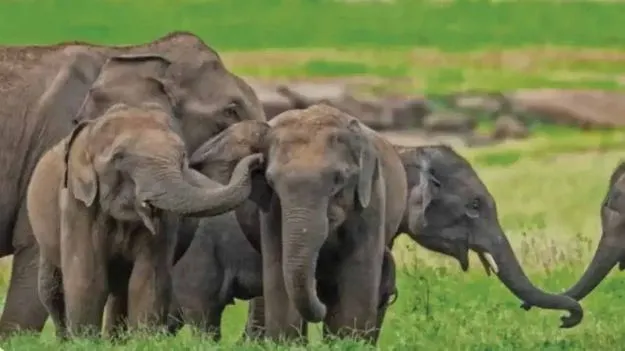 Kumki elephants: నేడు బెంగళూరుకు పవన్‌