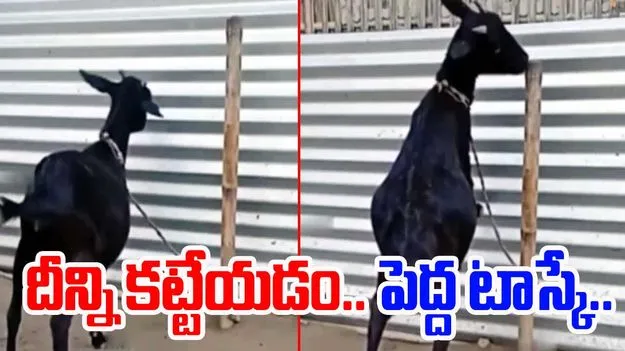 Goat Viral Video: ఈ మేక తెలివి మామూలుగా లేదుగా.. ఎలా తప్పించుకుందో చూడండి..