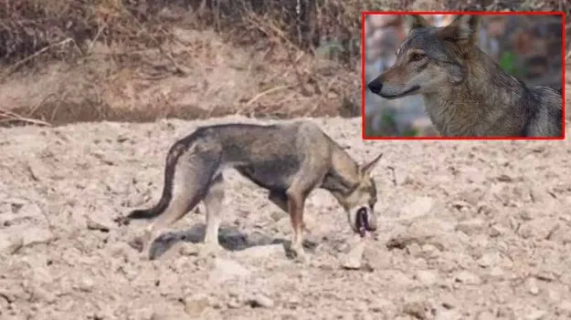 Rare Animal: ఢిల్లీలో అరుదైన జంతువు.. 80 ఏళ్ల తర్వాత తొలిసారిగా.. 