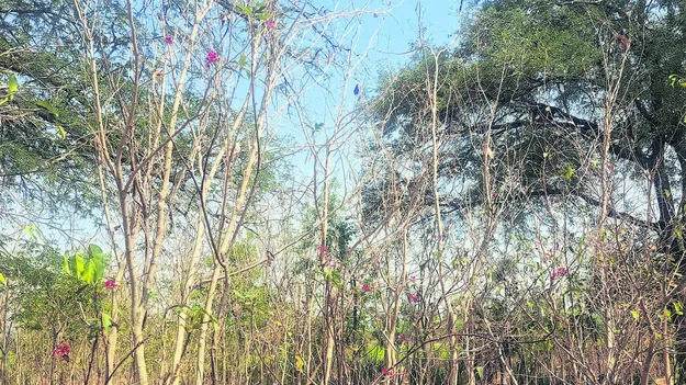 మోడువారుతున్న వనాలు