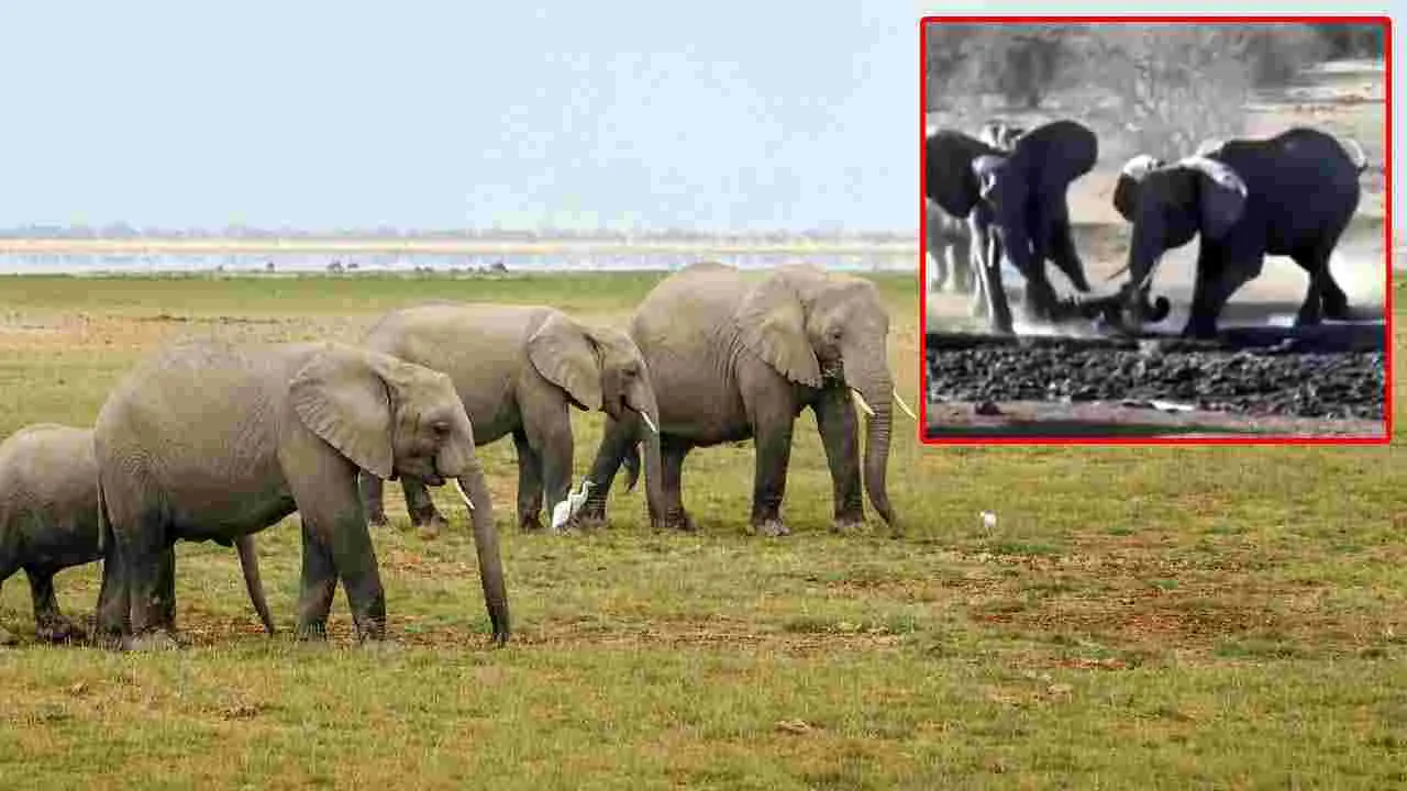 Elephant Viral Video: ఏనుగులు హంతకులుగా మారితే ఎలా ఉంటుందో తెలుసా.. అన్నీ కలిసి చివరకు.. 