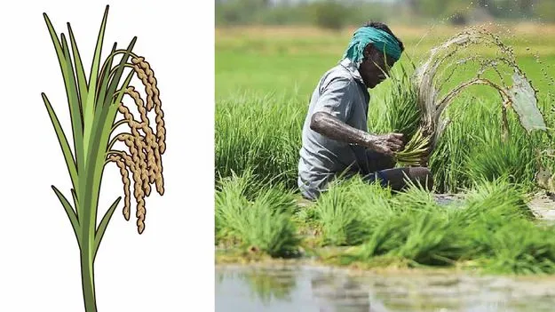 Farmers Welfare: అన్నదాతకు మద్దతు