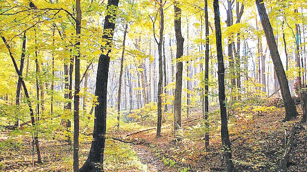 Forest Land Encroachment: ఏపీలో 133 చదరపు కిలోమీటర్ల అటవీ భూముల కబ్జా