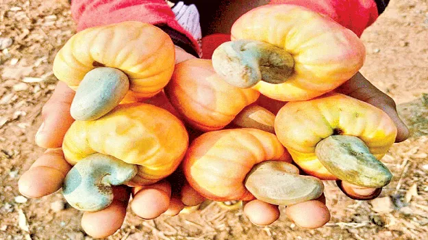 cashew  Industries: జీడి ఆధారిత పరిశ్రమలేవీ?