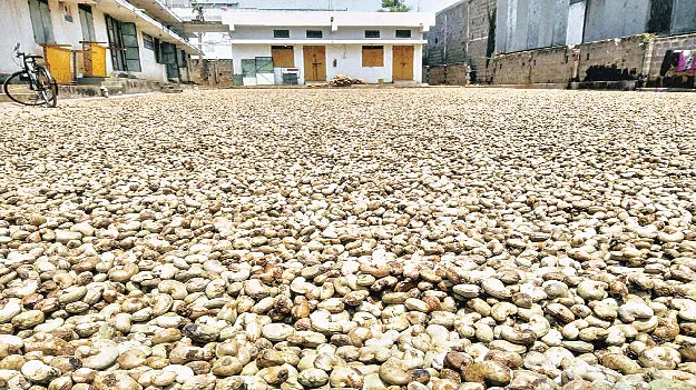 Cashew : జీడికి గిట్టుబాటు లభించేనా?
