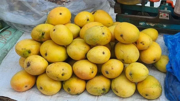 Anantapur: మామిడి మాటున విషం.. ఈ పండ్లను తింటే..