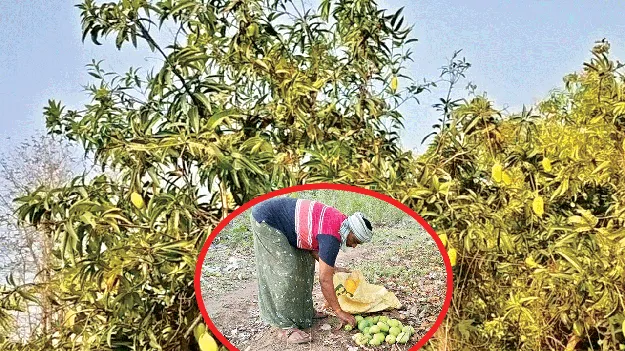 Mango trees: మామిడి రైతుకు దిగులు!