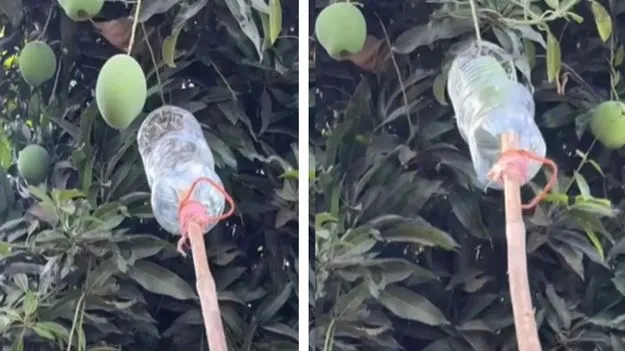 Jugaad Trick: వావ్.. మామిడి పళ్లను ఇలా కూడా కొయ్యొచ్చా.. ఆ వ్యక్తి తెలివికి సలాం కొట్టాల్సిందే